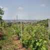 vigneti
