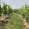 vigneti