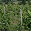 vigneti
