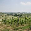 vigneti