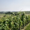 vigneti
