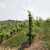 vigneti
