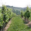 vigneti